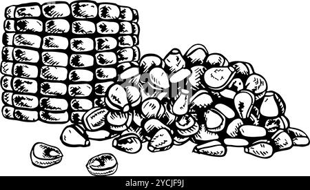 Corn. Vector graphics depicting handfuls of corn kernels and a sliced cob. A black and white hand-drawn illustration. On a white background. Great for Stock Vector