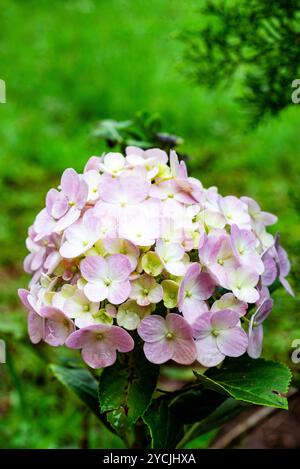 Hydrangea flower Stock Photo
