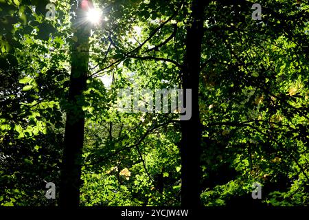 Morning sunlight shining through green leaves of trees in woodlands Stock Photo