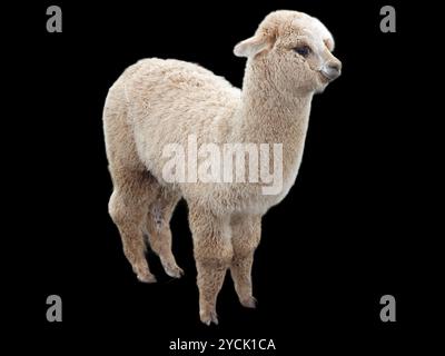 White Alpaca with very thick soft cashmere type wool standing against a black background. Stock Photo