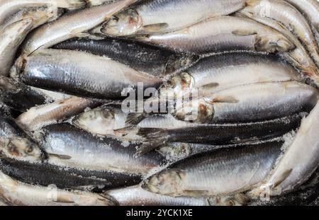 Frozen carcass fish in brick for trade and background Stock Photo