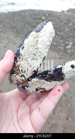 Northern Horsemussel (Modiolus modiolus) Mollusca Stock Photo - Alamy