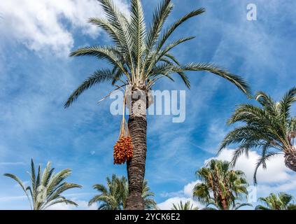 A Date Palm Tree with fruit hanging from its branches in Santa Eulària des Riu, in Ibiza, Spain Stock Photo