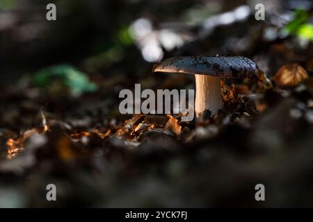 Explore the quiet beauty of a beech forest, where mushrooms thrive on the moist forest floor. A natural scene capturing the magic of wild fungi Stock Photo