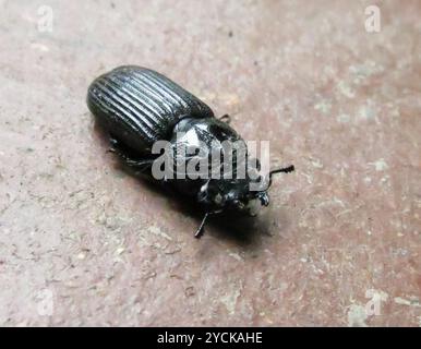 (Nigidius delegorguei) Insecta Stock Photo