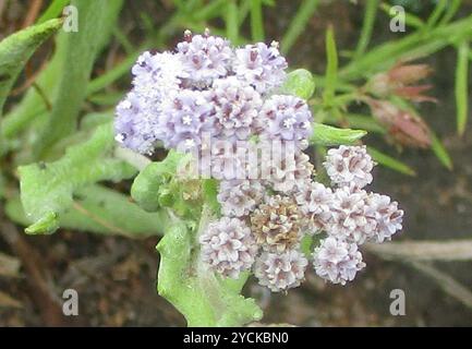 (Denekia capensis) Plantae Stock Photo