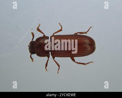 Red Flour Beetle (Tribolium castaneum) Insecta Stock Photo