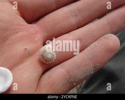 Button Snail (Modulus modulus) Mollusca Stock Photo - Alamy