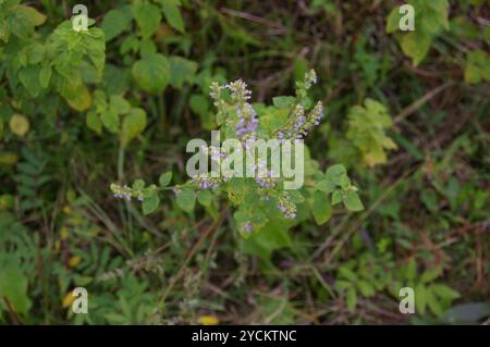 Bushmint Tropical Bushmint (Hyptis mutabilis) Plantae Stock Photo - Alamy