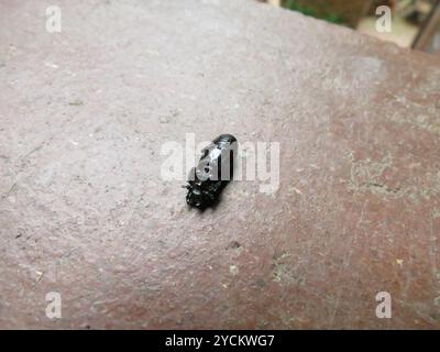 (Nigidius delegorguei) Insecta Stock Photo