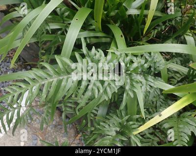 Semi-pinnated Brake (Pteris semipinnata) Plantae Stock Photo