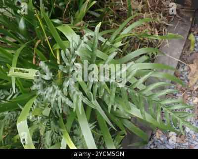 Semi-pinnated Brake (Pteris semipinnata) Plantae Stock Photo