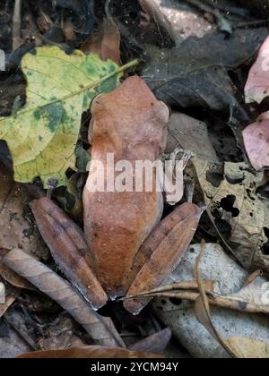 False Hourglass Tree Frog (Polypedates pseudocruciger) Amphibia Stock ...
