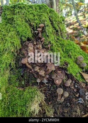 A close-up view of the tree stump reveals a hidden world of mushrooms nestled among lush green moss. Stock Photo