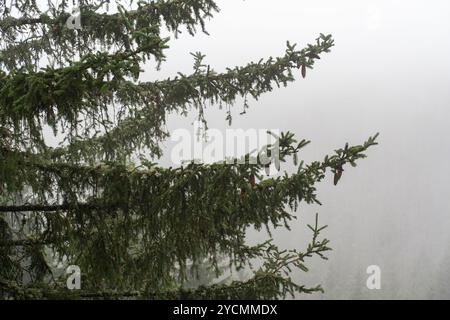 Close-up of Fir Tree Branches with Cones on a Misty Morning in the Forest. Concept of Nature, Tranquility, and Serene Landscapes. Stock Photo
