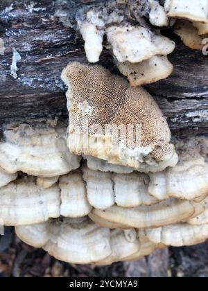 Deer-colored Trametes (Trametopsis cervina) Fungi Stock Photo - Alamy