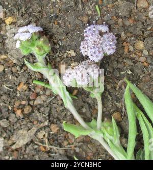 (Denekia capensis) Plantae Stock Photo