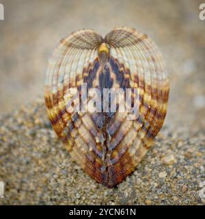 Symmetry of sea shell on the beach - Rough cockle (Acanthocardia tuberculata) Stock Photo