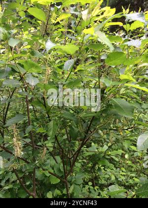 Balsam Willow (Salix pyrifolia) Plantae Stock Photo