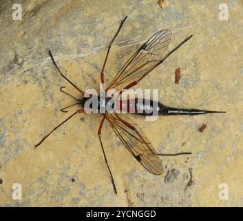 Large Crane Flies (Tipulidae) Insecta Stock Photo - Alamy
