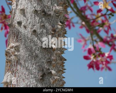 Ceiba Chorisia speciosa, bottle or silk tree growing on Grand Canaria island. Tropical exotic tree with pink flowers and thorns on the trunk. Stock Photo