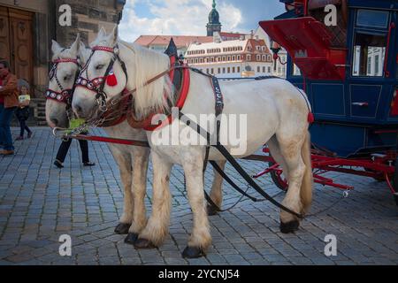 Horse carriages in Dresden, German Stock Photo