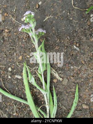 (Denekia capensis) Plantae Stock Photo