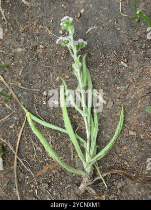 (Denekia capensis) Plantae Stock Photo