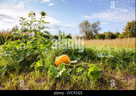 Pumpkin growing on the field in a countryside Stock Photo