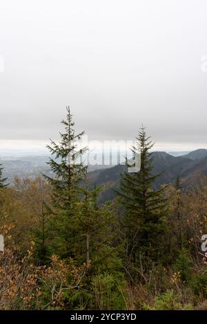 View of evergreen pine trees on a mountainside with a misty valley and distant hills under a cloudy sky. Stock Photo