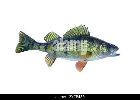 Fresh caught yellow perch isolated on a white background Stock Photo