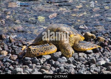 Large green sea turtle resting o a rocky shoreline on maui. Stock Photo