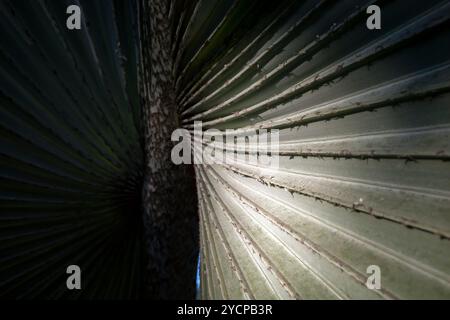 Bismarckia nobilis or Bismarck palm leaf, a palm tree for a politician. Natural background. Stock Photo