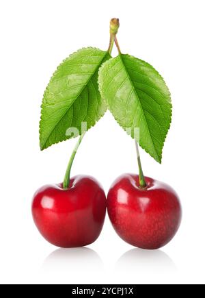 Two cherries isolated Stock Photo