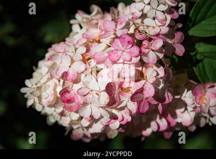Pink Hydrangea Sundae Fraise (Rensun) branch growing in Far East of Russia Stock Photo
