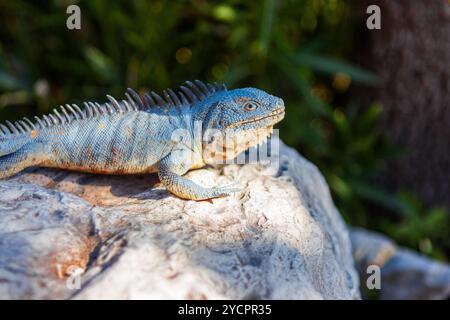 A brightly colored iguana basks in the sunlight on a large rock, its spiky back and scaly skin standing out against the lush green background. Stock Photo