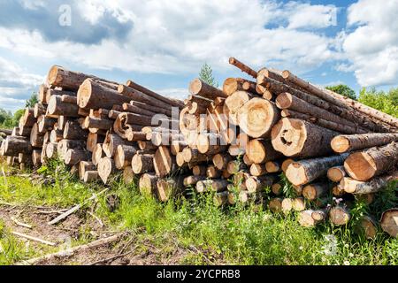 Stack of cut timber logs in summer sunny day Stock Photo
