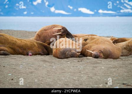 Walruses lying on the shore in Svalbard, Norway Stock Photo