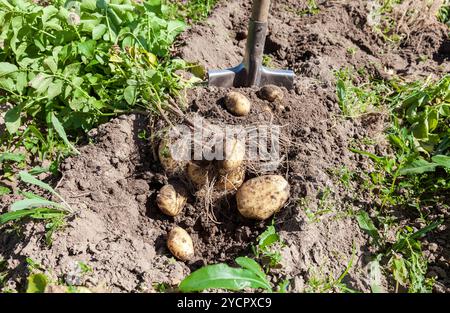 Digging potatoes with shovel on the field from soil. Potatoes harvesting in autumn Stock Photo