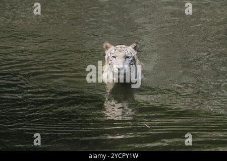 A white Bengal tiger soaks in a pond while looking at the camera Stock Photo