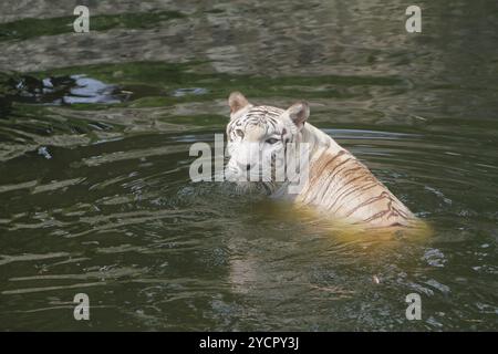 A white Bengal tiger soaks in a pond while looking at the camera Stock Photo