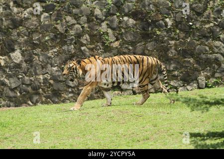 A Bengal tiger walks in the grass Stock Photo