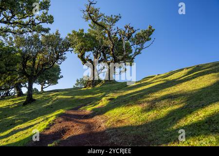Hiking trail through the laurel trees in Fanal, Madeira, Portugal. Stock Photo