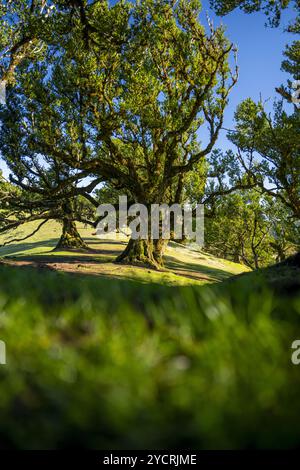 Group of laurel trees with selective focus in Fanal, Madeira, Portugal. Stock Photo