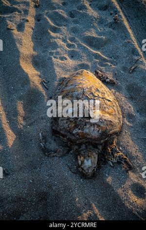 Dead sea turtle near beach, only shell remains Stock Photo - Alamy