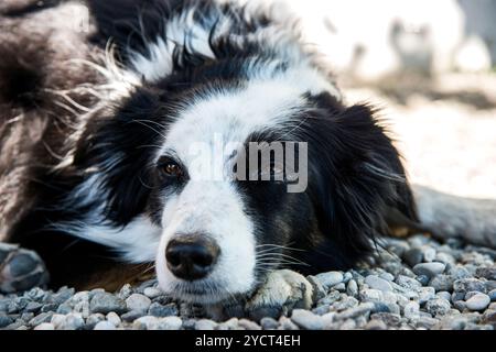 Dogs, Shibainu, Pug, Border Collie Stock Photo