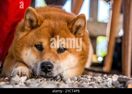 Dogs, Shibainu, Pug, Border Collie Stock Photo