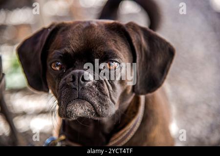 Dogs, Shibainu, Pug, Border Collie Stock Photo