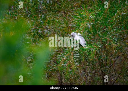 Cockatoo parrot sitting on a green tree branch in Australia. Sulphur-crested Cacatua galerita. Big white and yellow cockatoo with nature green backgro Stock Photo