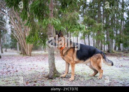 Obedient black and tan German Shepherd dog posing outdoors in a forest in winter. German Shepherd in forest in a winter day. Stock Photo
